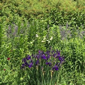 Meet your Posher, Yasmin